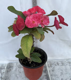 Euphorbia Milii SIAM SUNSHINE Crown of Thorns Corona De Cristo