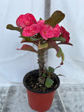 Euphorbia Milii SIAM SUNSHINE Crown of Thorns Corona De Cristo