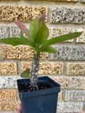 Euphorbia Milii PINK PASSION Crown of Thorns Corona de Cristo