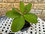 Euphorbia Milii PINK PASSION Crown of Thorns Corona de Cristo