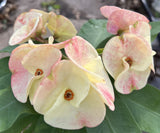 Euphorbia Milii TWILIGHT WONDER Crown Of Thorns Thai Hybrid Corona de Cristo