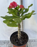 Euphorbia MIlii RAINBOW DIAMONDS (Phet Si Roong) Crown of Thorns Corona de Cristo