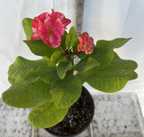 Euphorbia MIlii RAINBOW DIAMONDS (Phet Si Roong) Crown of Thorns Corona de Cristo