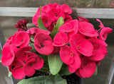 Euphorbia Milii LUCK SAP Crown of Thorns Corona De Cristo Thai Hybrid
