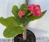 Euphorbia MIlii RAINBOW DIAMONDS (Phet Si Roong) Crown of Thorns Corona de Cristo