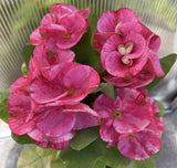 Euphorbia MIlii RAINBOW DIAMONDS (Phet Si Roong) Crown of Thorns Corona de Cristo