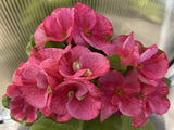 Euphorbia MIlii RAINBOW DIAMONDS (Phet Si Roong) Crown of Thorns Corona de Cristo