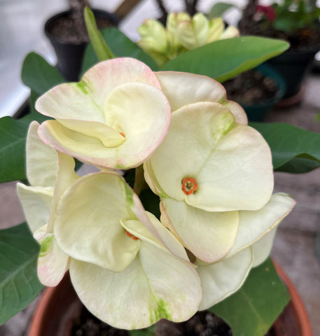 Euphorbia Milii TWILIGHT WONDER Crown Of Thorns Thai Hybrid Corona de Cristo