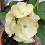 Euphorbia Milii TWILIGHT WONDER Crown Of Thorns Thai Hybrid Corona de Cristo