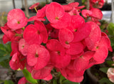 Euphorbia Milii RED SPARKLES Crown of Thorns Coronas de Cristo