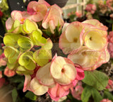 A cluster of vibrant crown-of-thorns flowers featuring overlapping, circular bracts in shades of creamy yellow, soft pink, and lime green.