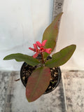 Euphorbia Milii SETHEE MUEANG CHAN Crown of Thorns  Poysean Corona de Cristo Giant.