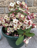 Euphorbia Milii NEVER ENDING (Love Affair) Crown of Thorns Corona De Cristo Thai Hybrid