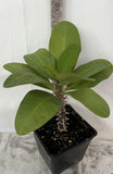 Euphorbia Milii ENCHANTED PINK Crown of Thorns  Corona de Cristo Cactus/Succulent