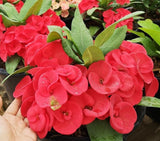 Euphorbia Milii LUCK SAP Crown of Thorns Corona De Cristo Thai Hybrid