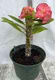 Euphorbia Milii SERENADE Crown of Thorns Corona de Cristo Giant Thai Hybrid