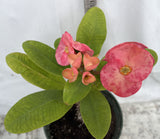 Euphorbia Milii SERENADE Crown of Thorns Corona de Cristo Giant Thai Hybrid
