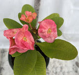 Euphorbia Milii SERENADE Crown of Thorns Corona de Cristo Giant Thai Hybrid