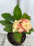 Euphorbia Milii ATHENA Crown of Thorns (Sap Chao Sua) Corona de Cristo Cactus & Succulents