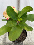 Euphorbia Milii ATHENA Crown of Thorns (Sap Chao Sua) Corona de Cristo Cactus & Succulents