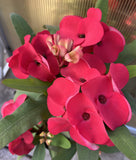 Euphorbia Milii HWAN CHAI Crown Of Thorns  Corona de Cristo