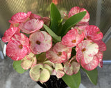 Euphorbia Milii KEANG DAO Crown of Thorns Corona De Cristo