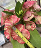 Euphorbia Milii KEANG DAO Crown of Thorns Corona De Cristo