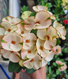Euphorbia Milii GOLDEN QUEEN (Tong Tawee Kuhn) Crown of Thorns Corona de Cristo Succulents Tropicals