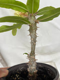 Euphorbia Milii BLESSING Crown Of Thorns  Corona de Cristo Cactus Succulents Tropicals