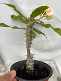 Euphorbia Milii BLESSING Crown Of Thorns  Corona de Cristo Cactus Succulents Tropicals