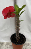 Euphorbia Milii NEW MILLIONAIRE Crown of Thorns Corona De Cristo Poysean Thai Hybrid