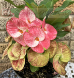 Euphorbia Milii PHOB SUK Crown of Thorns Corona de Cristo Premium Hybrid