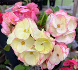 Euphorbia Milii Desiree Crown of Thorns – Starter Cutting
