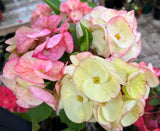 Euphorbia Milii Desiree Crown of Thorns – Starter Cutting