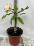 Euphorbia Milii BLESSING Crown Of Thorns  Corona de Cristo Cactus Succulents Tropicals
