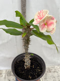 Euphorbia Milii BLESSING Crown Of Thorns  Corona de Cristo Cactus Succulents Tropicals