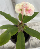 Euphorbia Milii BLESSING Crown Of Thorns  Corona de Cristo Cactus Succulents Tropicals