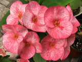 Euphorbia Milii SIAM BEAUTY Crown of Thorns Corona de Cristo Succulent