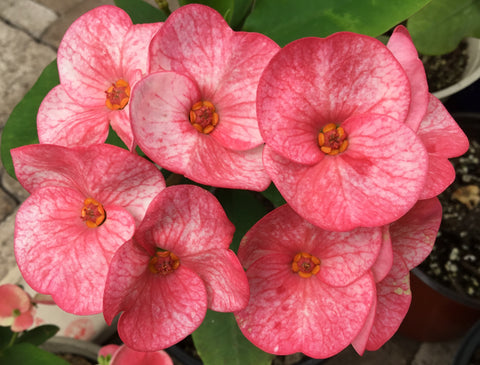 Euphorbia Milii SIAM BEAUTY Crown of Thorns Corona de Cristo Succulent