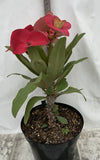 Euphorbia Milii HWAN CHAI Crown Of Thorns  Corona de Cristo