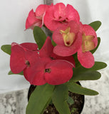 Euphorbia Milii HWAN CHAI Crown Of Thorns  Corona de Cristo