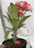 Euphorbia Milii HWAN CHAI Crown Of Thorns  Corona de Cristo