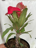 Euphorbia Milii HWAN CHAI Crown Of Thorns  Corona de Cristo