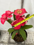 Euphorbia Milii HWAN CHAI Crown Of Thorns  Corona de Cristo