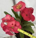 Euphorbia Milii HWAN CHAI Crown Of Thorns  Corona de Cristo