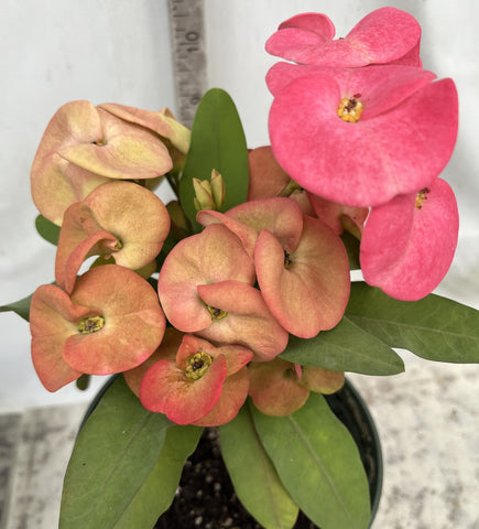 Euhorbia Milii Crown Of Thorns Corona de Cristo 'Name it Yourself' Pink Variety