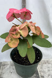 Euhorbia Milii Crown Of Thorns Corona de Cristo 'Name it Yourself' Pink Variety