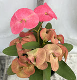 Euhorbia Milii Crown Of Thorns Corona de Cristo 'Name it Yourself' Pink Variety