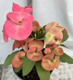 Euhorbia Milii Crown Of Thorns Corona de Cristo 'Name it Yourself' Pink Variety