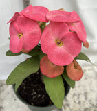 Euhorbia Milii Crown Of Thorns Corona de Cristo 'Name it Yourself' Pink Variety